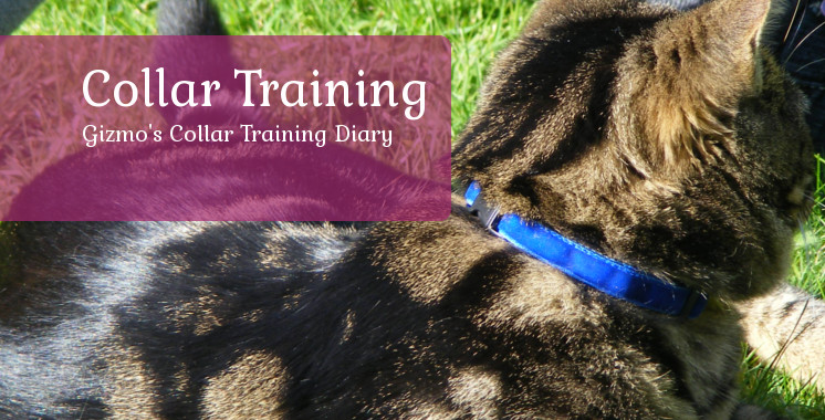 Gizmo's Collar Training Diary