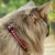 New Check Gingham Cat Collar - Pink