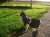 Purple Cat Harness with Lead