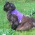 Purple Cat Harness with Lead
