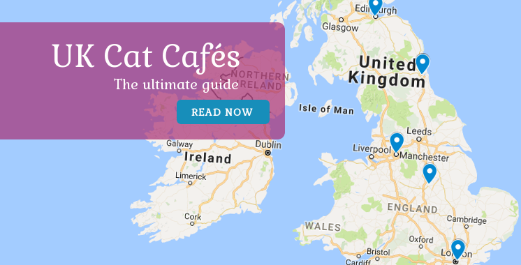 Cat Cafe's in the UK - The Ultimate guide