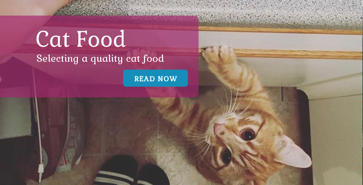 What to look for in a quality cat food