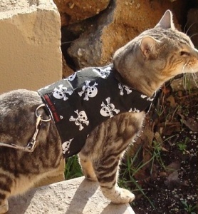 Skull and Crossbones Cat Harness and Lead