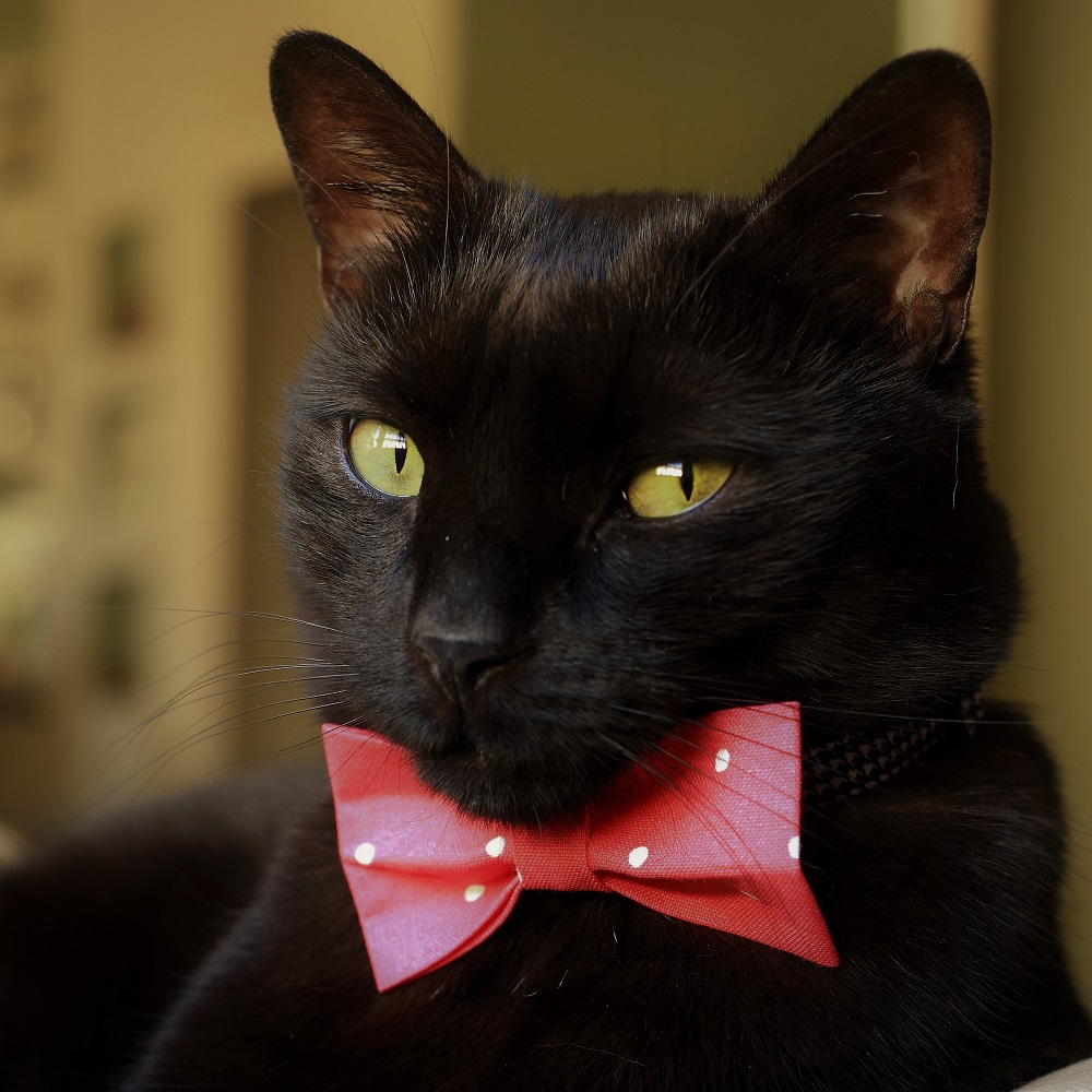 49 Best Images Cat Bow Tie Collar Nz / Adorable Cat Collar with Velvet Bow Tie and Bell ...