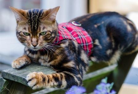 large cat harness and lead