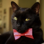 Dark Pink Spotty Cat Bow Tie