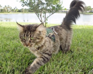 camo cat harness