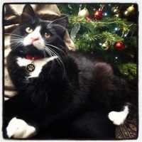 London Christmas Cat Show